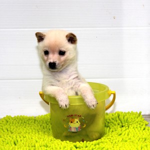 豆柴 極小の中でも小さめな男の子☆