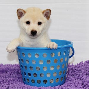 豆柴 極小でまれに生まれる白の男の子☆