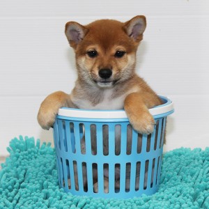 豆柴 コントラストがキレイでガッチリした男の子☆