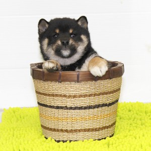 豆柴 タヌキ顔でコントラストがキレイな男の子☆