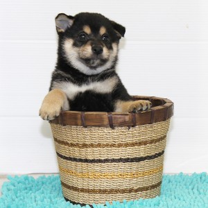 豆柴 コントラストがとてもキレイな5兄弟唯一の男の子★