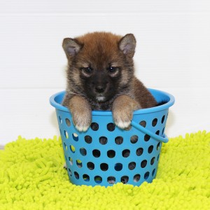 豆柴 お鼻の黒さは成長と共に抜けていきます☆