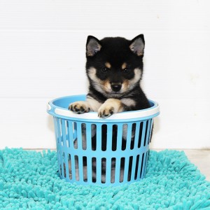 豆柴 コントラストがとてもキレイな男の子☆