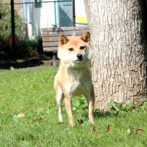 豆柴 豆柴犬 成犬(メス)12