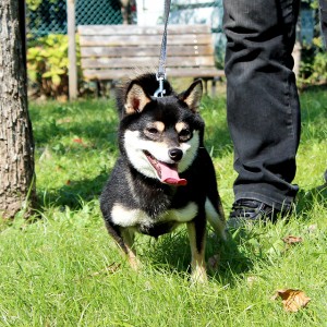 豆柴 豆柴犬 成犬(メス)13