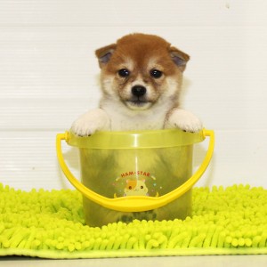 豆柴 850gの小さくて、とても元気な男の子☆