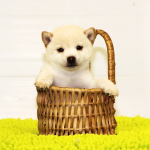 豆柴 3.5㎏の両親犬から生まれた小さい元気な男の子☆