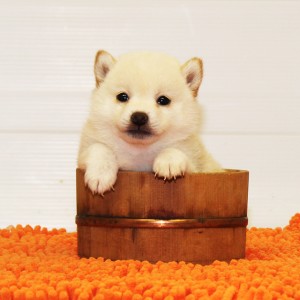 豆柴 3.5㎏の両親犬から生まれた小さいお茶目な女の子♪