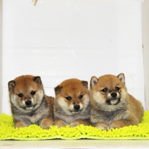 豆柴 レベルの高い小ぶりな豆柴3兄弟☆