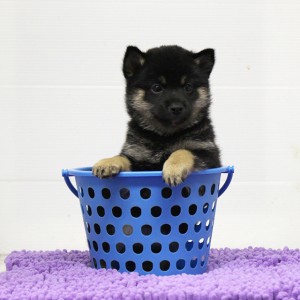 豆柴 たぬき顔でフレンドリーな男の子☆