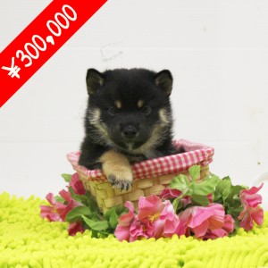 豆柴 元気で人懐っこい男の子☆