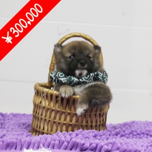 豆柴 600gのとても小さな男の子☆