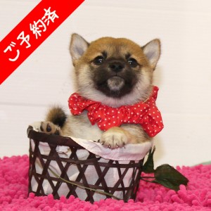 豆柴 とても人懐っこいお茶目な女の子♪
