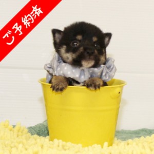 豆柴 とても小さくて可愛い男の子☆