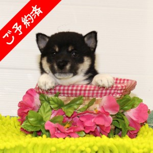 豆柴 コントラストがとてもキレイな女の子♪