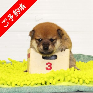 豆柴 穏やかで人懐っこい男の子☆