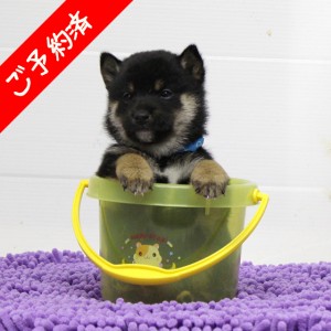 豆柴 元気印！な男の子☆