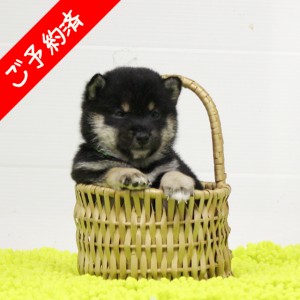 豆柴 フレンドリーな男の子☆