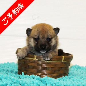 豆柴 落ち着きのある男の子☆
