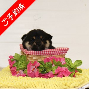 豆柴 お茶目で可愛い女の子♪