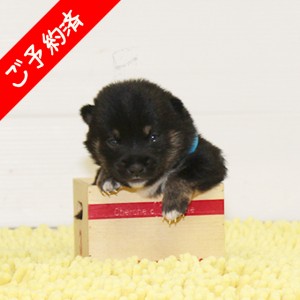 豆柴 穏やかで凛々しい男の子☆