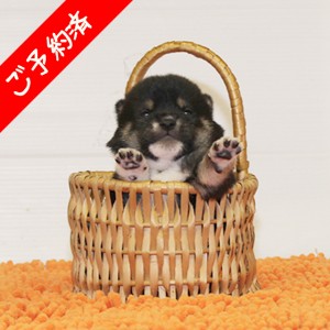 豆柴 フレンドリーでお茶目な女の子♪