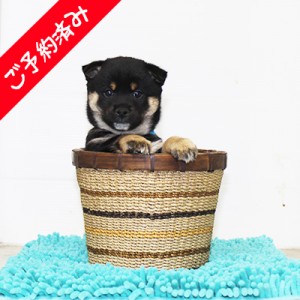 豆柴 人懐っこいお茶目な男の子☆