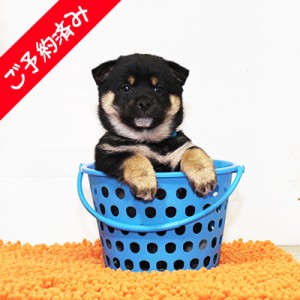 豆柴 たぬき顔の落ち着きのある男の子☆
