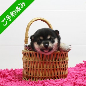 豆柴 お茶目で可愛い女の子♪