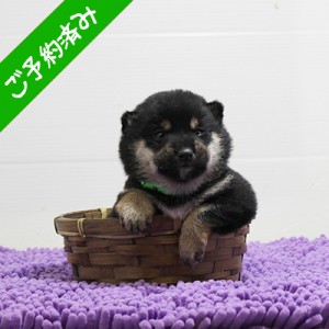 豆柴 たぬき顔の可愛い男の子☆