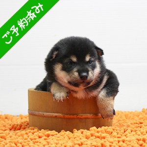 豆柴 フレンドリーで元気な男の子☆