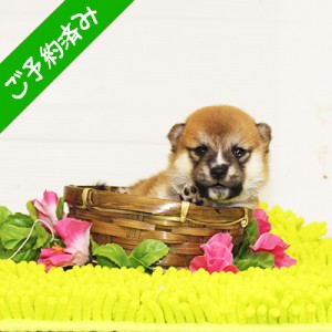 豆柴 落ち着きのある女の子♪