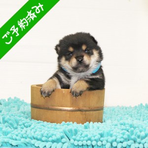 豆柴 コントラストのキレイなイケメンな男の子☆