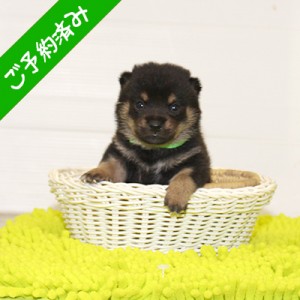 豆柴 人懐っこい可愛い男の子☆