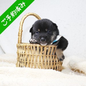 豆柴 フレンドリーな男の子☆