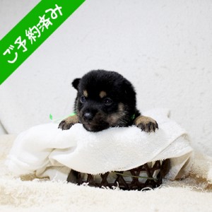 豆柴 落ち着きのある男の子☆