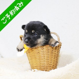 豆柴 穏やかで愛嬌のある女の子♪