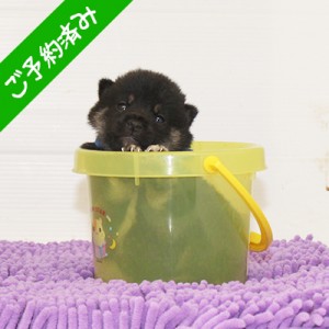 豆柴 小さくて穏やかな男の子☆