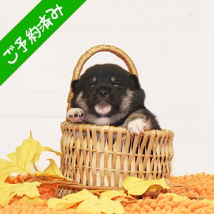 豆柴 愛嬌のある女の子♪