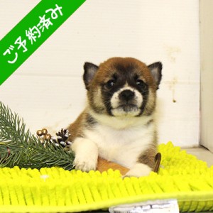 豆柴 令和2年10月20日生 極小豆柴 赤メス