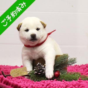 豆柴 令和2年10月19日生 極小豆柴 白メス