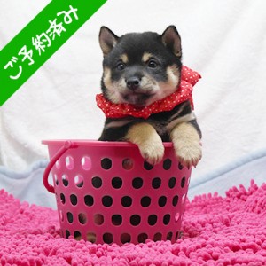 豆柴 令和2年12月27日生 極小豆柴 黒メス