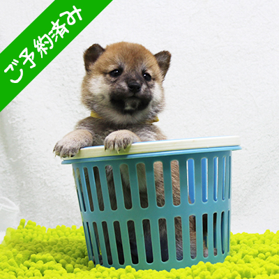 豆柴 とても元気な男の子☆