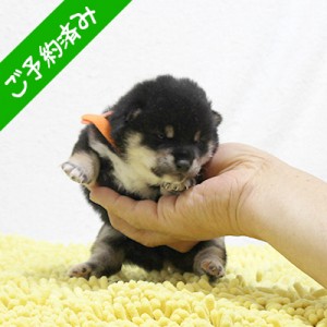 豆柴 おっとり系の男の子☆