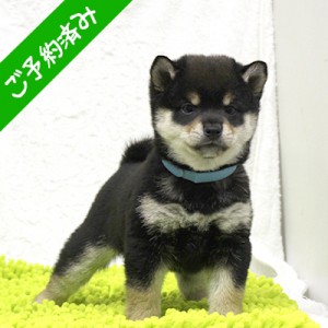 豆柴 令和3年2月15日生 元気印な男の子☆