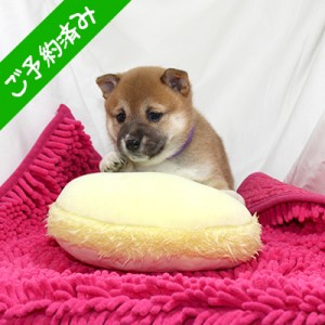 豆柴 No.7 令和3年11月30日生 極小豆柴 赤メス